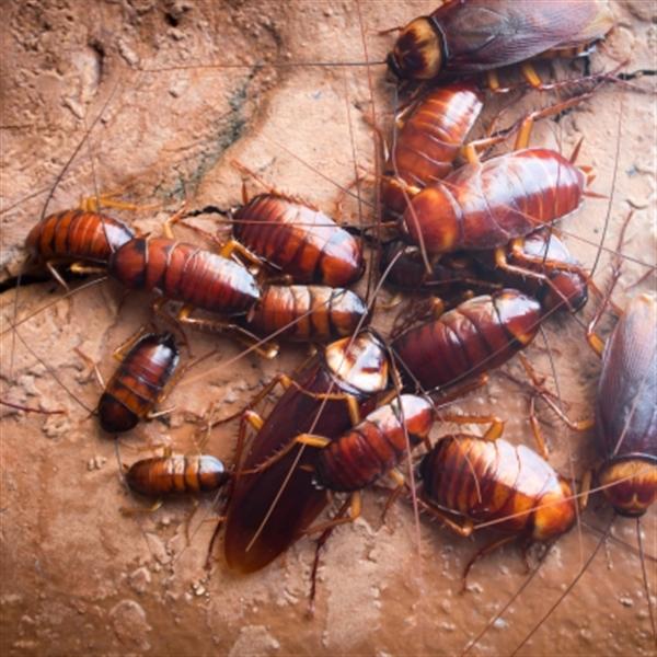 CB PEST CONTROL OTTAWA                                                         